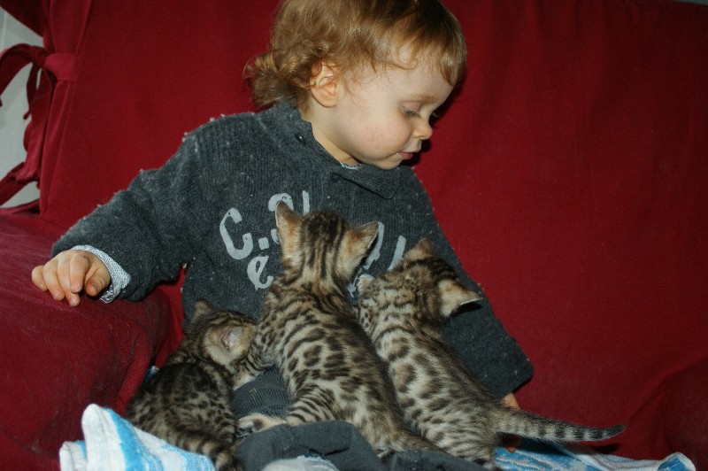 bengal et enfant